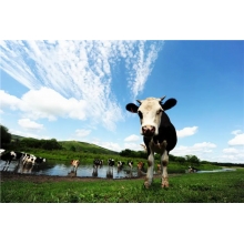 風(fēng)吹草地見牛羊？NO! 還能見我們的廚房設(shè)備